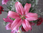 Pink lily