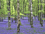bluebell forest