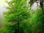 FOREST FOG