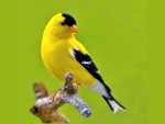 Pretty Goldfinch