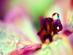 spring dew drops