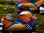 Colorful Duck
